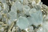 Gemmy Aquamarine Crystals on Muscovite - Museum Quality #238763-4